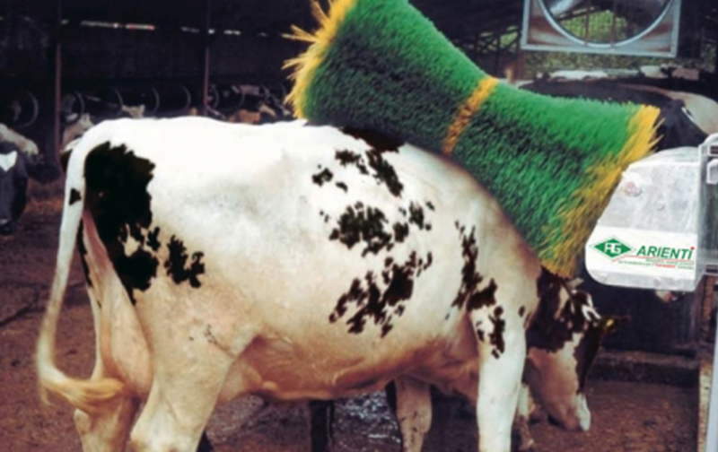 arienti-cow-brush-1