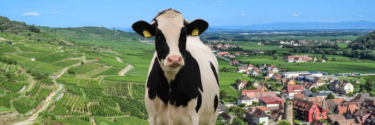 Case Study: Upgrading Dairy Cow Performance to 46.4 kg/Day | Arienti